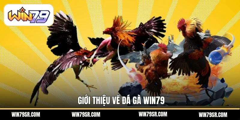 Giới thiệu về đá gà Win79
